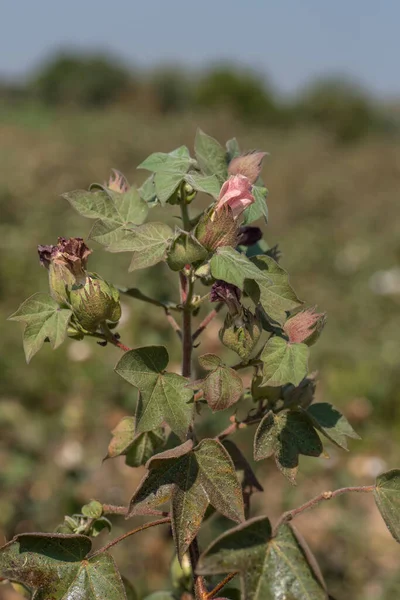 Cotton farm field, Close up of cotton balls and flowers.