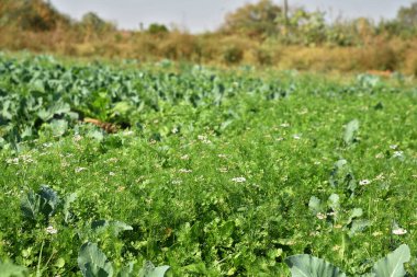 Bahçede ya da tarlada taze yeşil kişniş