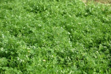 Bahçede ya da tarlada taze yeşil kişniş