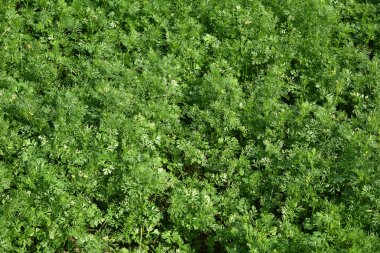 Bahçede ya da tarlada taze yeşil kişniş