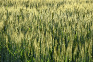 Organik tarım tarlasında yeşil buğday