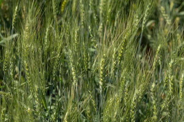 Grönt vete på ekologiskt lantbruk — Stockfoto