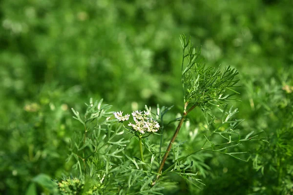 Close-up van Koriander bloemen op de plant in een boerderij veld — Stockfoto