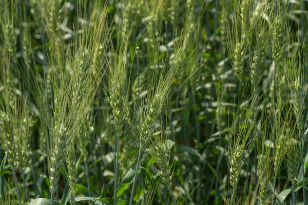 Grüner Weizen auf Biobauernhof — Stockfoto