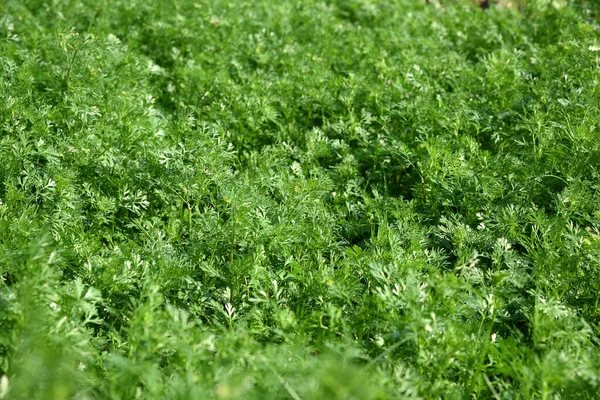 Fresh green coriander in garden or farm field — Stock Photo, Image