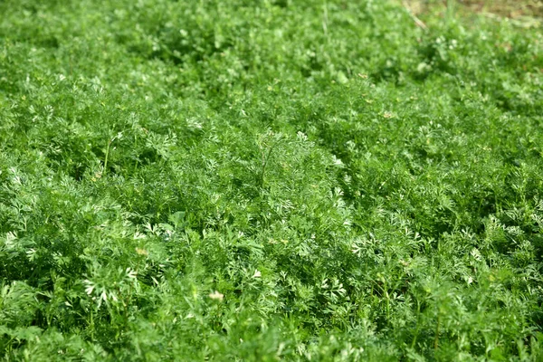Grüner hydroponischer Bio-Salat Salat Gemüseanbau im Gewächshaus