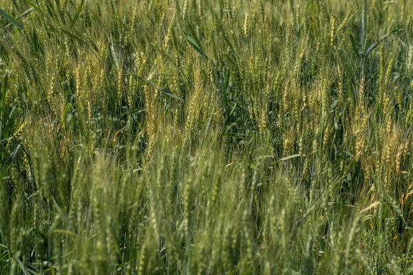 Zelená pšenice na poli ekologického zemědělství — Stock fotografie