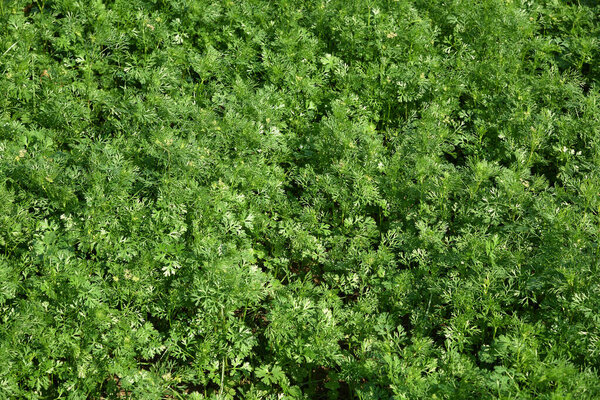 Свежий зеленый кориандр в саду или на ферме
