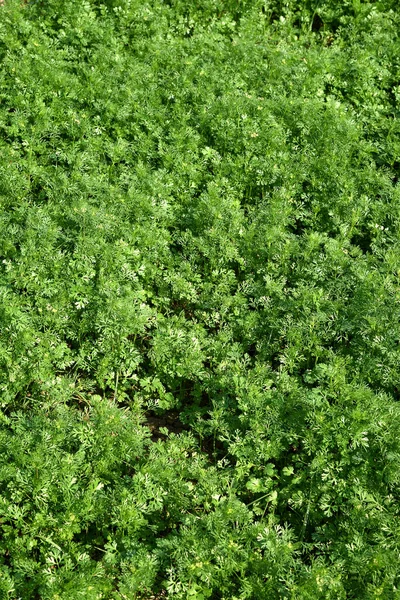 Cilantro verde fresco en el campo de jardín o granja — Foto de Stock