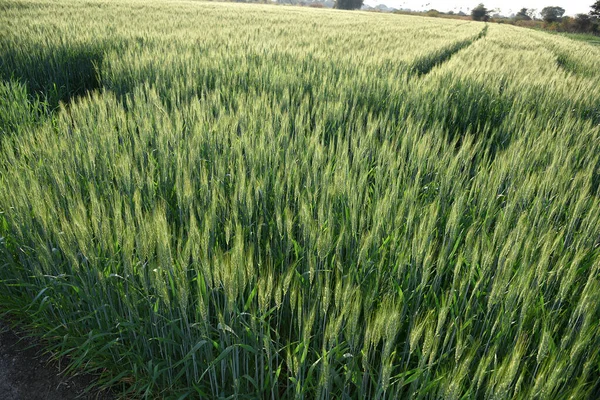 Groene tarwe op biologische landbouwgrond — Stockfoto