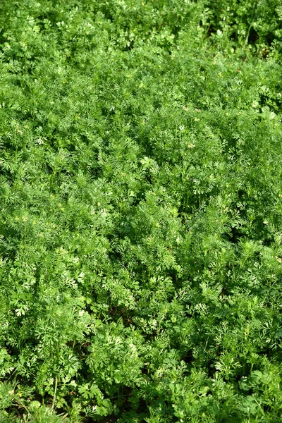 Cilantro verde fresco en el campo de jardín o granja — Foto de Stock