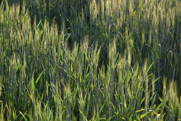 Green wheat at organic farm field — Stock Photo, Image