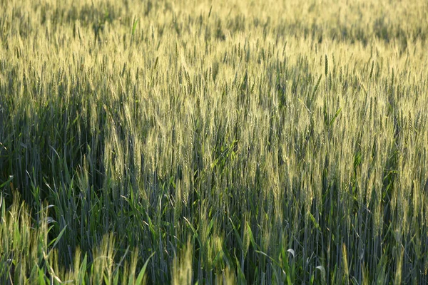 Trigo verde en el campo agrícola ecológico — Foto de Stock