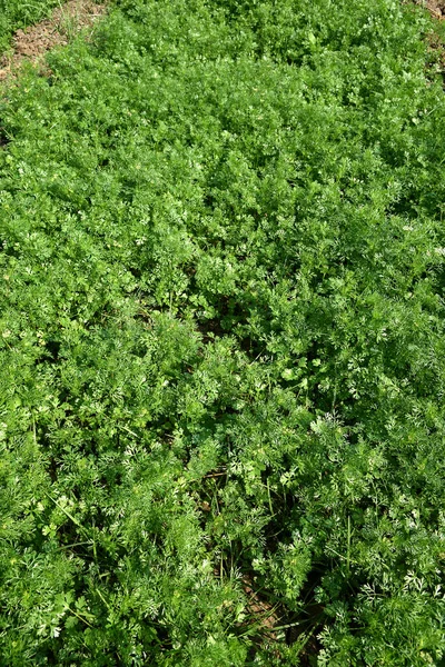 Čerstvý zelený koriandr v zahradě nebo na poli — Stock fotografie