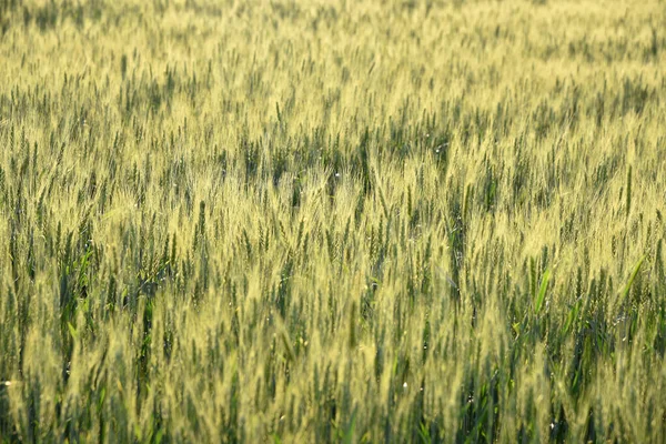 Grönt vete på ekologiskt lantbruk — Stockfoto