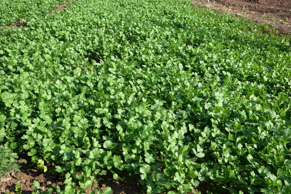 Coriandre verte fraîche dans un jardin ou un champ de ferme — Photo