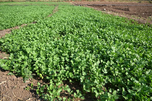 Coriandre verte fraîche dans un jardin ou un champ de ferme — Photo