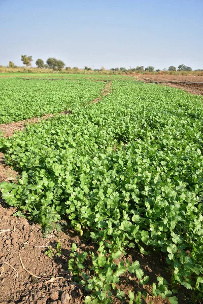 Coriandre verte fraîche dans un jardin ou un champ de ferme — Photo