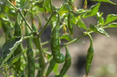 Yeşil organik biber, çiftlikteki genç bitki üzerinde, hasat konsepti..