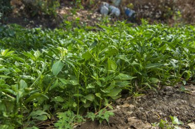 Yeşil organik biber, çiftlikteki genç bitki üzerinde, hasat konsepti..