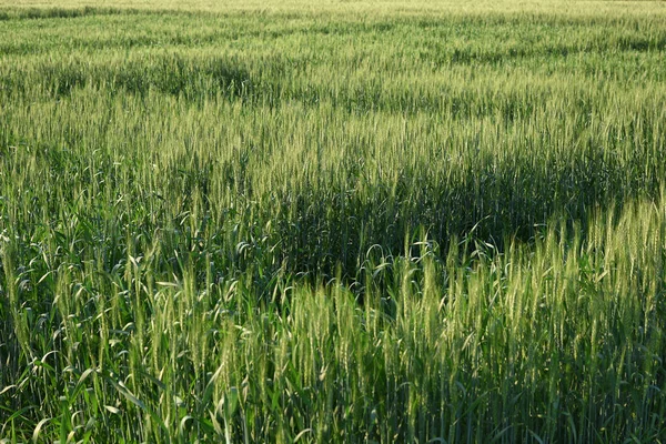 Grönt vete på ekologiskt lantbruk — Stockfoto