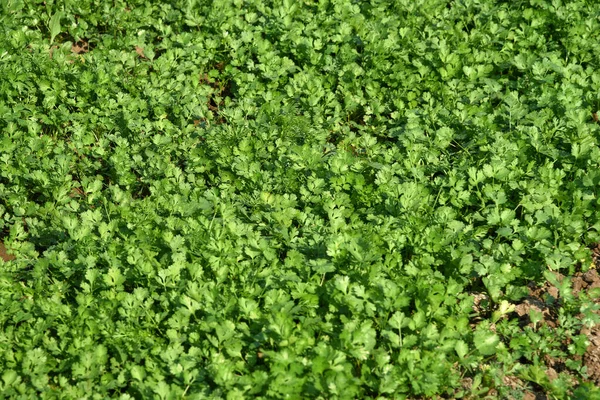 Fresh green coriander in garden or farm field — Stock Photo, Image