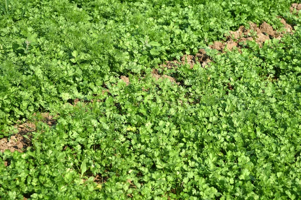 Coriandre verte fraîche dans un jardin ou un champ de ferme — Photo
