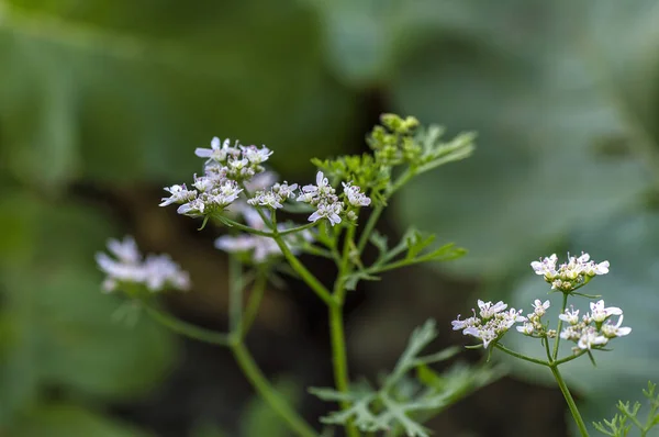 Primer plano de las flores de cilantro en la planta en un campo agrícola — Foto de Stock