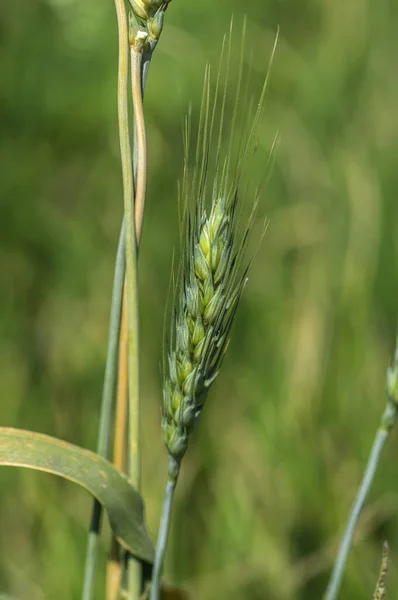 Зеленая пшеница на органическом поле — стоковое фото