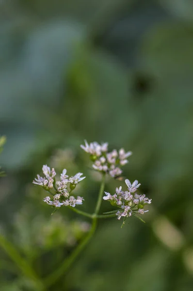 Closeup de flores de coentro na planta em um campo de fazenda — Fotografia de Stock