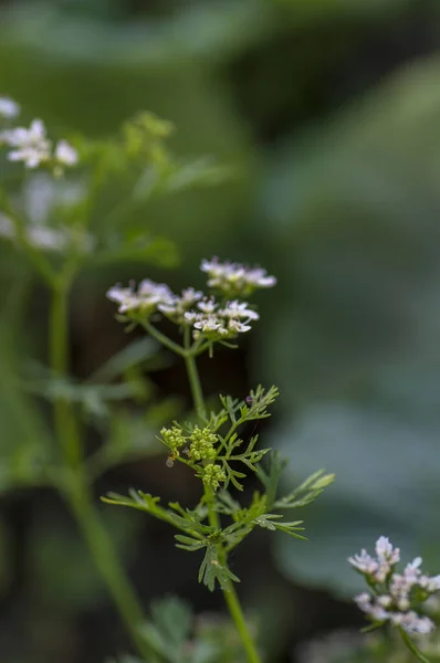 農場内の植物上のコリアンダーの花の閉鎖 — ストック写真