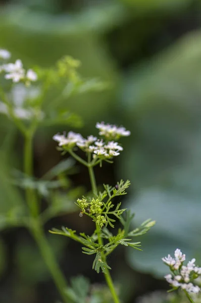 Closeup de flores de coentro na planta em um campo de fazenda — Fotografia de Stock
