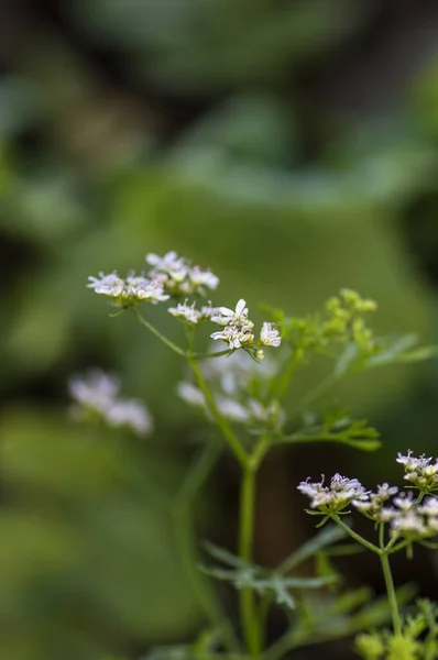 農場内の植物上のコリアンダーの花の閉鎖 — ストック写真