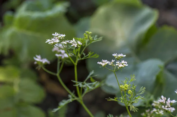 Primer plano de las flores de cilantro en la planta en un campo agrícola — Foto de Stock