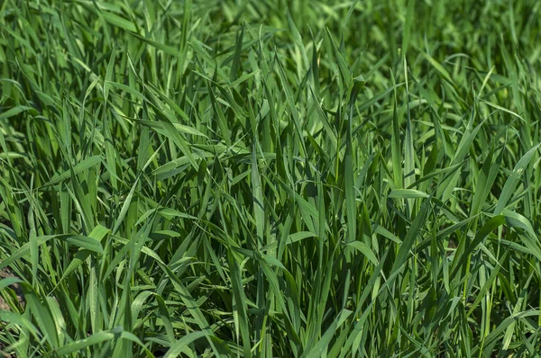 Grüner Weizen auf Biobauernhof — Stockfoto