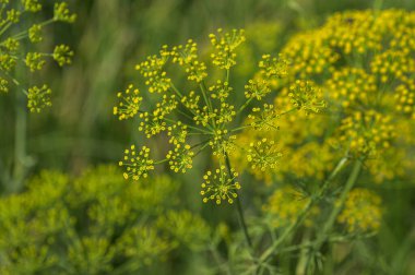 Yeşil dereotunun çiçeği (Anethum Graveolens) tarım alanında yetişir.