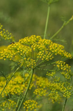 Yeşil dereotunun çiçeği (Anethum Graveolens) tarım alanında yetişir.