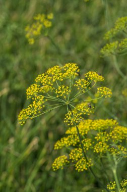 Yeşil dereotunun çiçeği (Anethum Graveolens) tarım alanında yetişir.