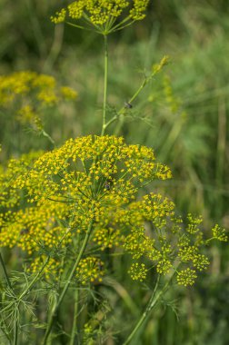 Yeşil dereotunun çiçeği (Anethum Graveolens) tarım alanında yetişir.