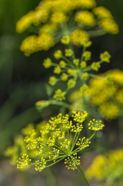 Yeşil dereotunun çiçeği (Anethum Graveolens) tarım alanında yetişir.