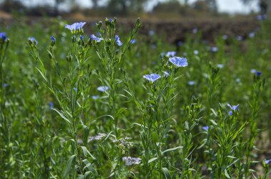 Güzel keten tohumu tarlaları. Bitkiler, çiçekler, tarım tarlaları..