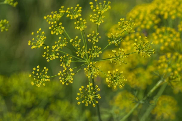 Blume von grünem Dill (Anethum graveolens) wächst auf landwirtschaftlichem Feld. — Stockfoto