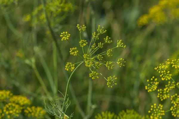 La flor del eneldo verde (Anethum graveolens) crece en el campo agrícola . — Foto de Stock