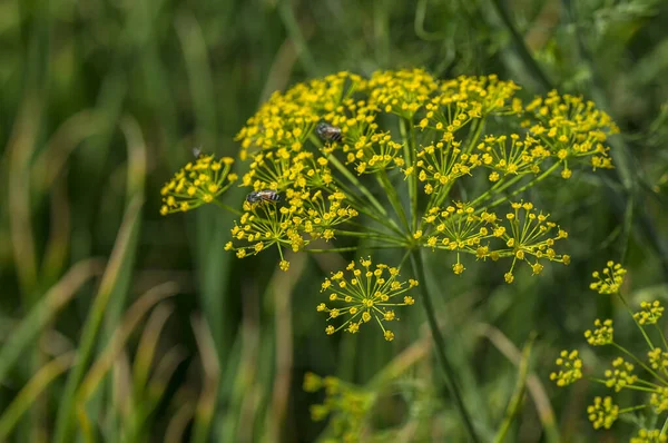 Цветок зеленого укропа (Anethum graveolens) растет на сельскохозяйственном поле . — стоковое фото