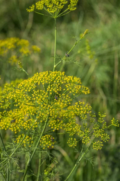 Blume von grünem Dill (Anethum graveolens) wächst auf landwirtschaftlichem Feld. — Stockfoto