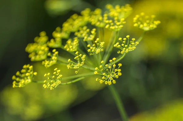 La flor del eneldo verde (Anethum graveolens) crece en el campo agrícola . — Foto de Stock