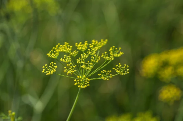 La flor del eneldo verde (Anethum graveolens) crece en el campo agrícola . —  Fotos de Stock