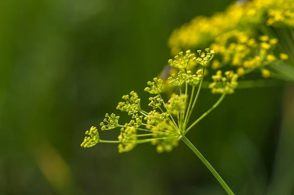 Kwiat koperku zielonego (Anethum graveolens) rośnie na polu rolniczym. — Zdjęcie stockowe