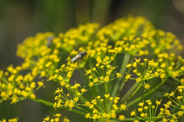 農業分野では緑色のディルの花(アネトゥム・グラボレン)が成長します。. — ストック写真