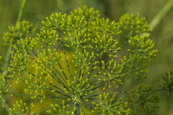 Blume von grünem Dill (Anethum graveolens) wächst auf landwirtschaftlichem Feld. — Stockfoto